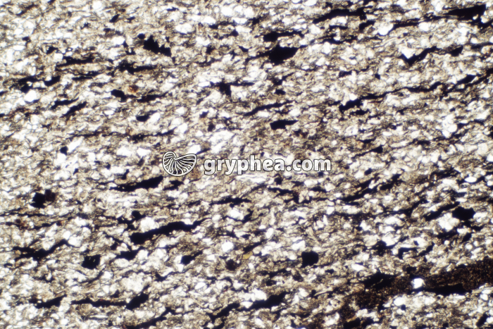 Schiste houiller LPNA x10 - gryphea.com